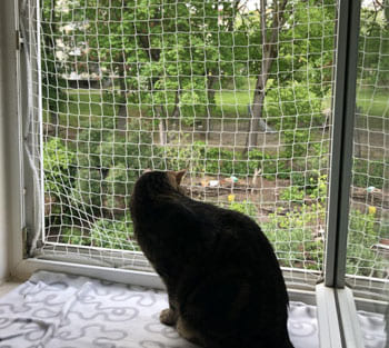 Pet Safety Nets